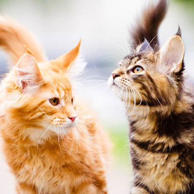 Katzenbetreuung Ferch, Geltow und Caputh