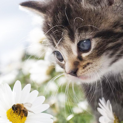 Catsitter Ferch, Geltow und Caputh