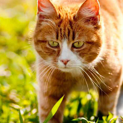 Catsitter Beelitz, Beelitz-Heilstätten, Fichtenwalde und Borkwalde